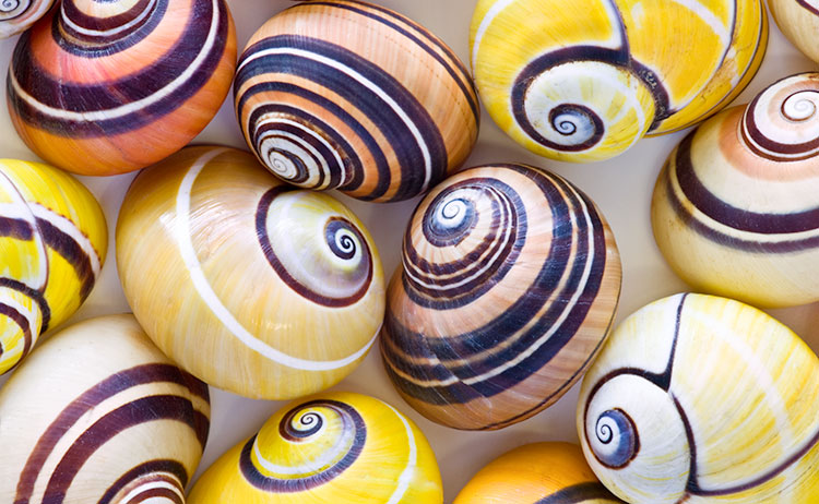 cuban-tree-snails_0324