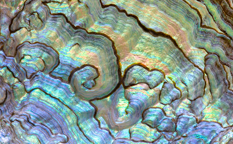 green-abalone_1840