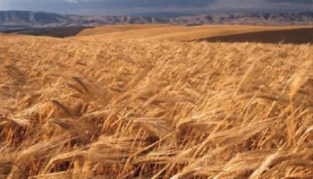 This Little Piggy Built his House of Wheat Board