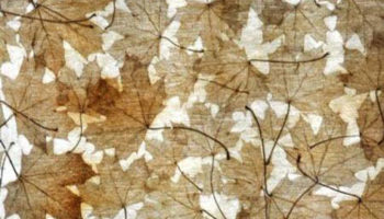 Drawing Natural Patterns: The Nonwovens by Sylvia Döhler