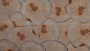End Grain Veneer by Rohol