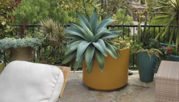 Renewing its 60 Year Momentum: The Cylinder Line of Gainey Ceramic Pots