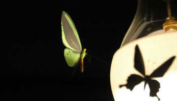 Johnny B. Butterfly Pendent by Ingo Maurer