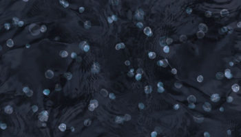 A Cascade of Poppies: Enyo Wallpaper by Trove