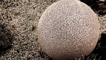 The Handmade Sponge Lamp by Pottery Project