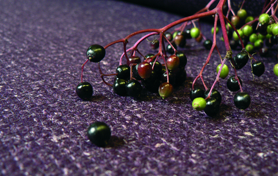 Camira’s Blazer Collection