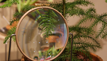Milan 2014: Plant Preoccupation