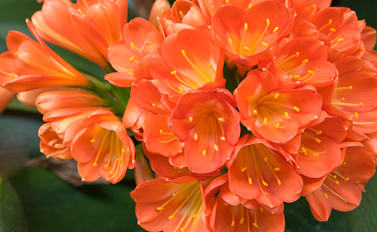 clivia-blooms_6095