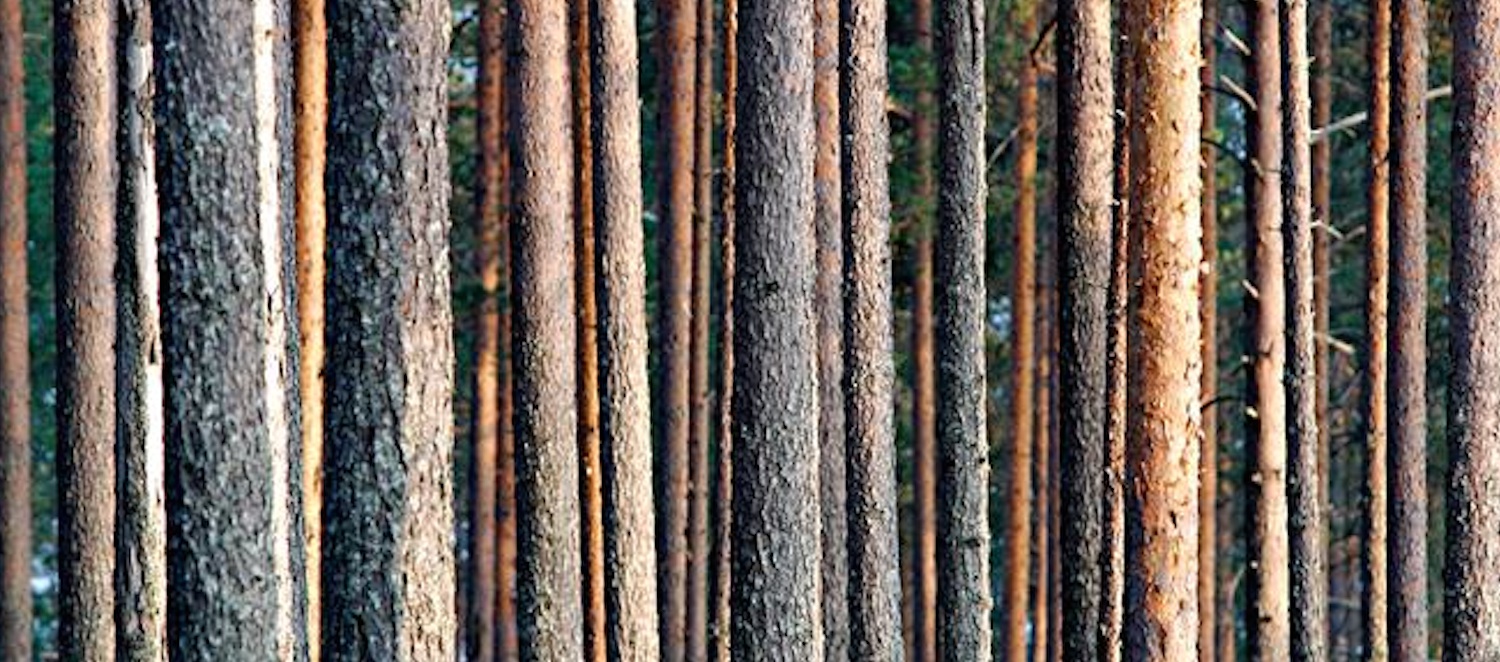 MetsäWood's Sustainable Model