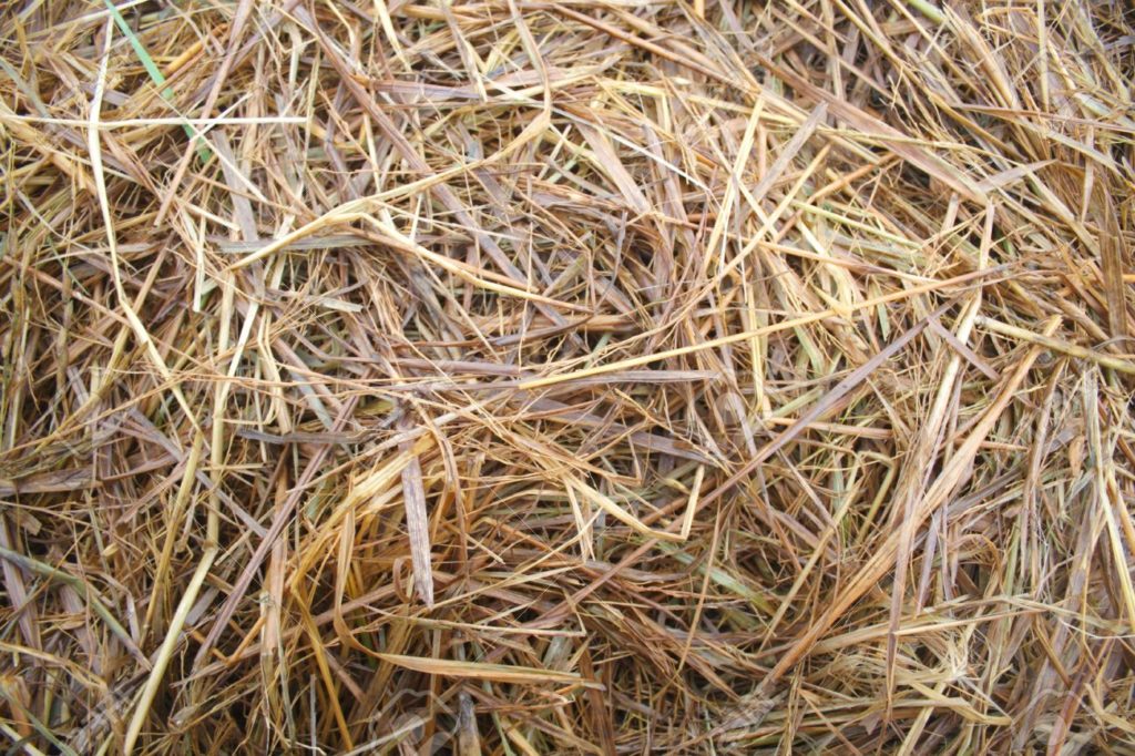 rice-straw close up