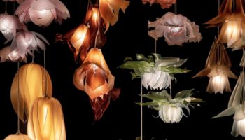 Beautiful Blossoms of Light