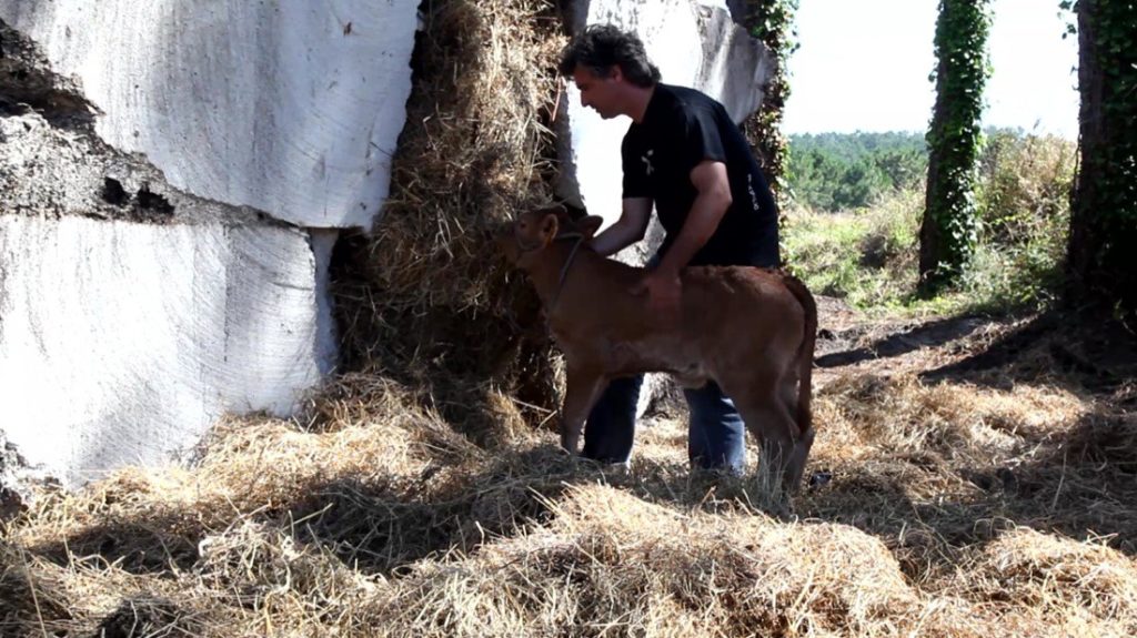 Truffle House Pauline the Cow eating hay packed into concrete house