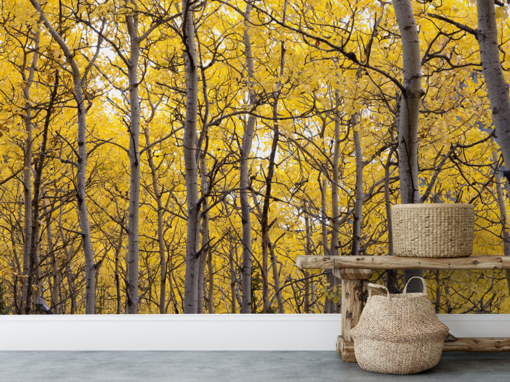 Wallsauce wallpaper autumn trees in forest