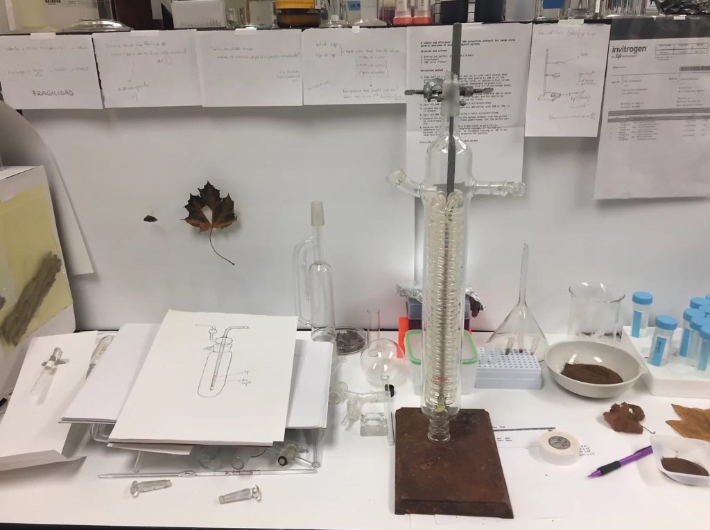 Sabrina Merayo Nuñez dna study of trees