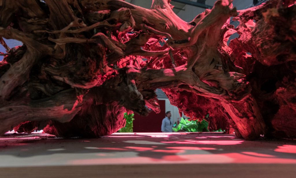 Design witih Nature huge structure of giant tree trunks