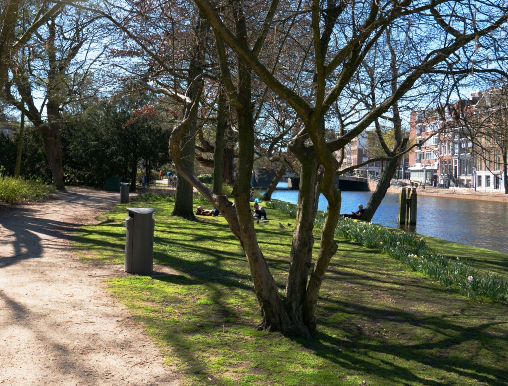 Park scene with interesting trees and shadows along river bank