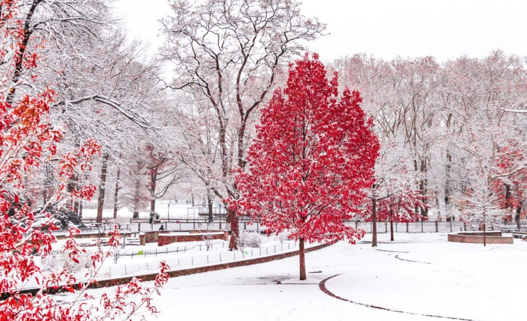 Viva Magenta as reflected in maple leaves in snowy field