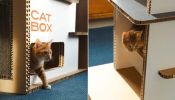 Paper Feline Furniture, Meow!