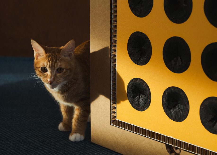 Cat Box