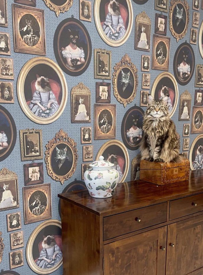 cat wallpaper blue