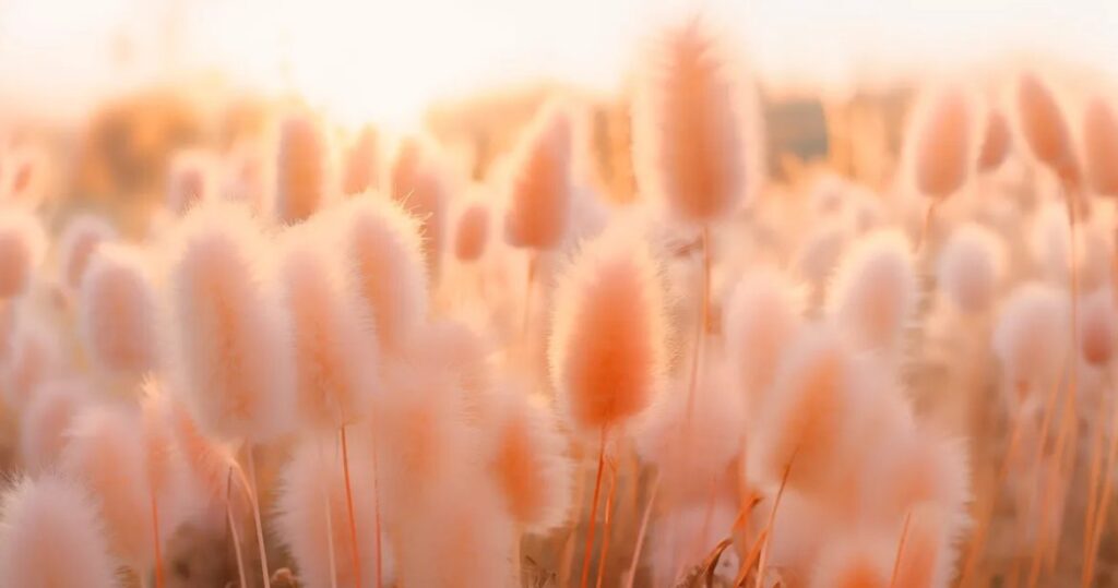 Pantone Peach Fuzz lifestyle image