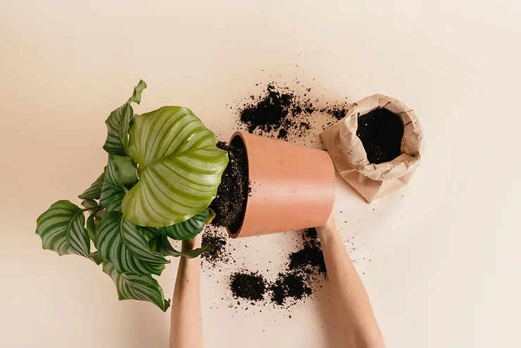 Amsterdam planter
