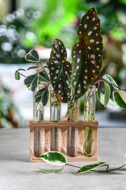 A quad maple Cradle with propagating plants 