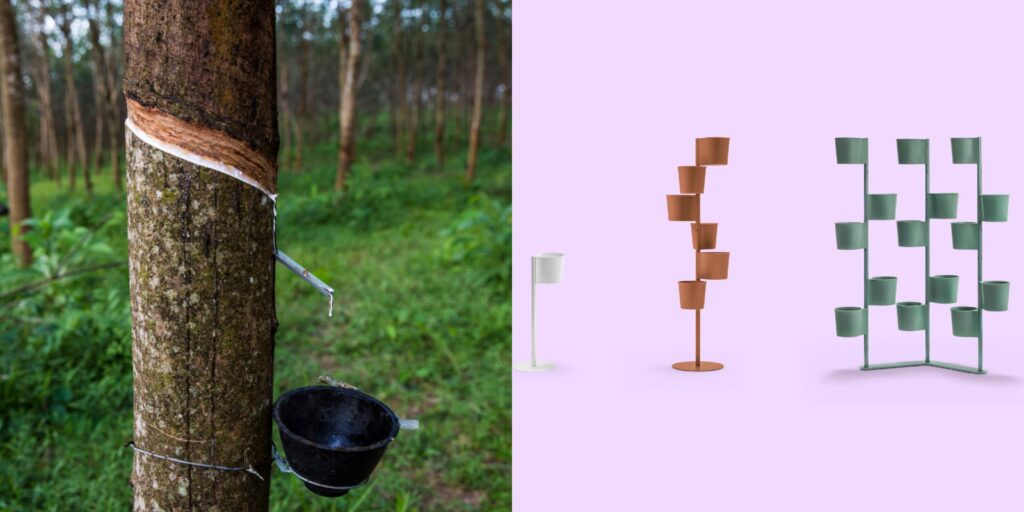 Hevea and rubber tree