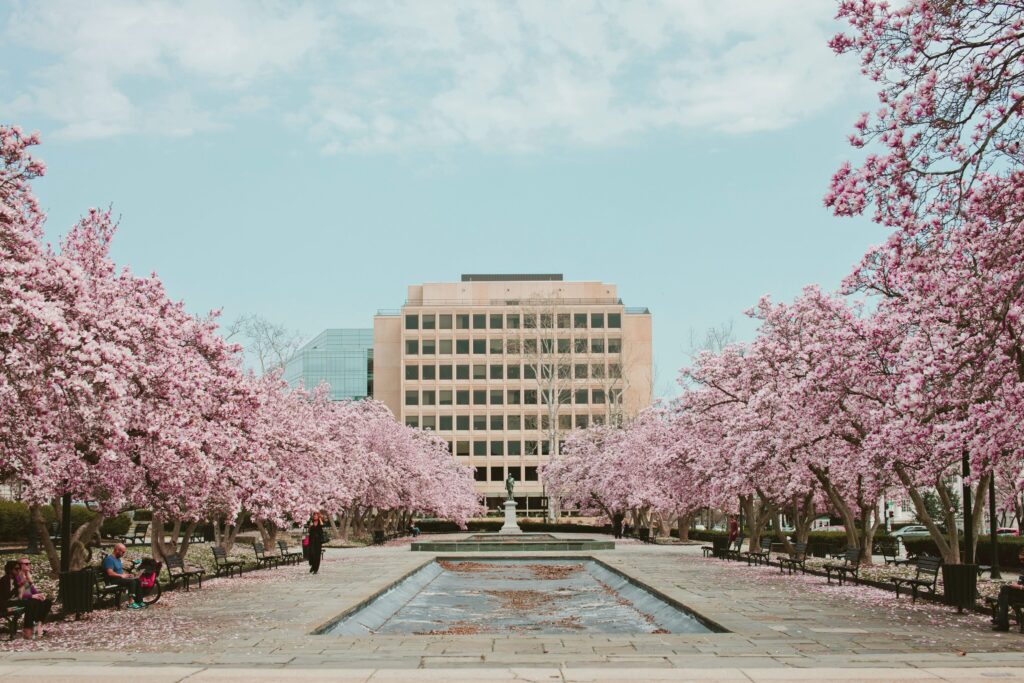 blooming cherry trees