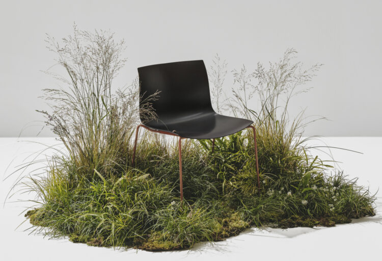 Catifa Carta surrounded by grasses