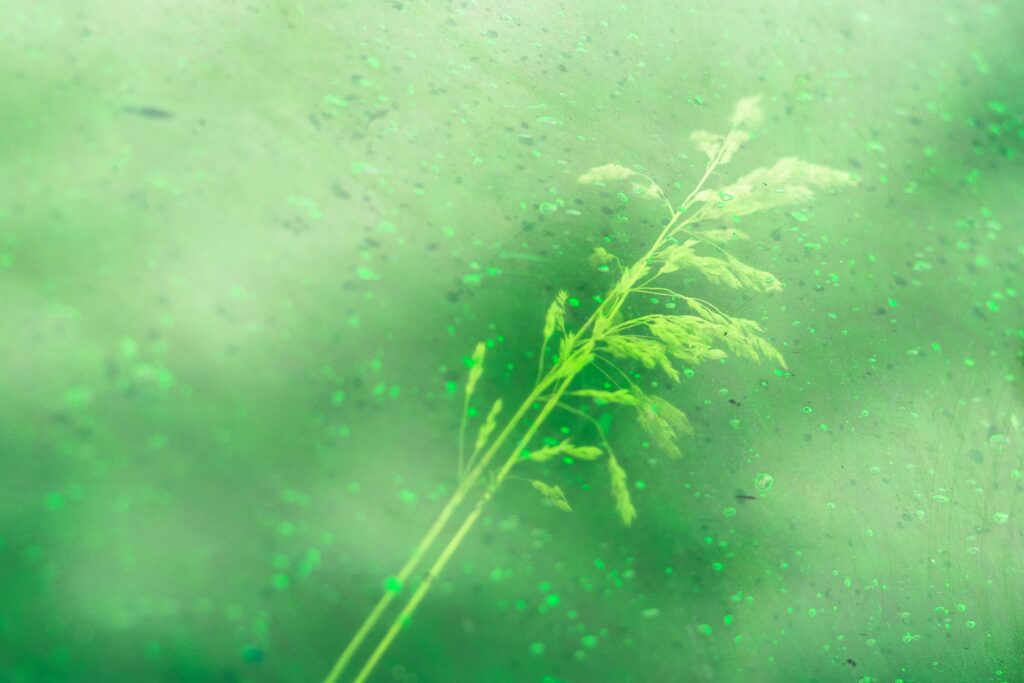Polygood in forest green with embedded weed