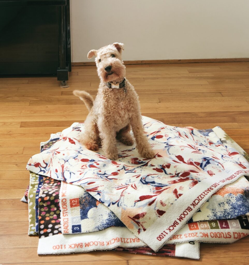 Airedale Terrrier dog standing on top of Chroma fabric swatches