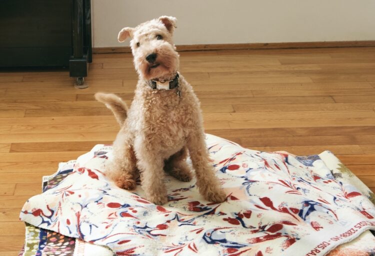 Dog with Chroma swatches