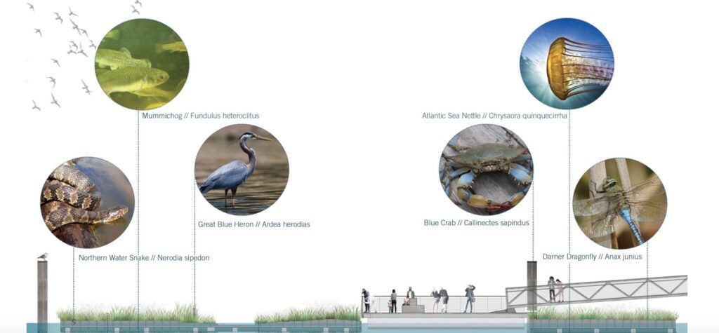 Graphic of wildlife