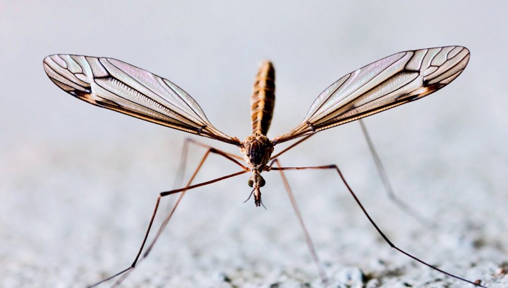 Mosquite close up view
