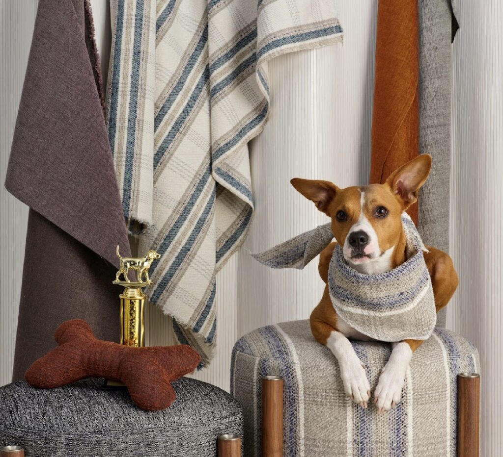 Best in Show Corgi with Haberdash collection